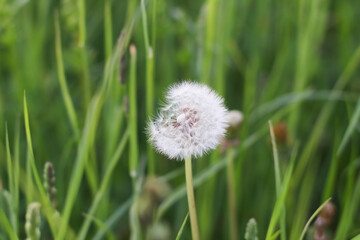 White dandelion close-up on a background of green grass. Selective focus.