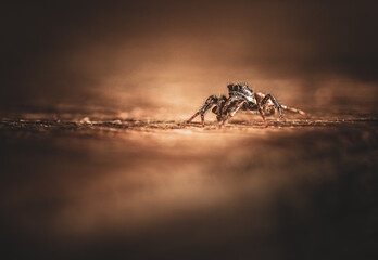 Petite araignée 