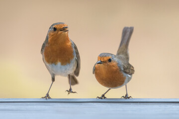 Duo 2 Robin, deux rouge-gorge de face dans une posture amusante