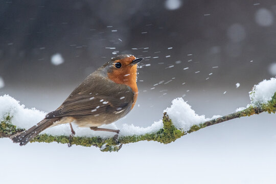 Rouge gorge et bourrasque de neige sur une branche