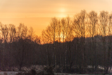 Lever de soleil en hiver dans les arbres 