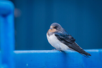 Hirondelle oiseau bleu  © Thierry