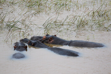 Fototapeta premium Trio of Hippopotamus lying in the water, Kruger National Park