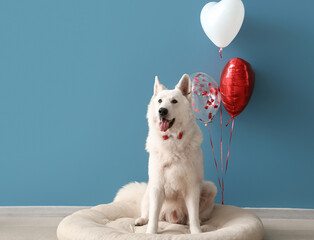 White dog with balloons sitting in pet bed near blue wall. Valentine's Day celebration