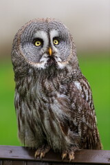 male great grey owl (Strix nebulosa) it's a huge bird
