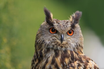 Eurasian eagle-owl (Bubo bubo) has big orange eyes