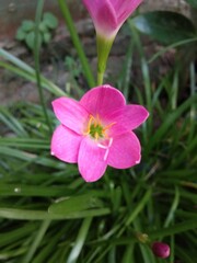 pink flower
