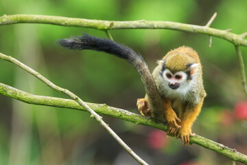 Common squirrel monkey (Saimiri sciureus) it's very funny little monkey