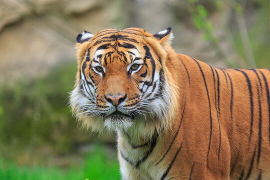Sumatran tiger ( Panthera tigris sondaica) beautiful close-up portrait