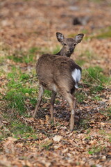 red deer (Cervus elaphus) looking back over his back