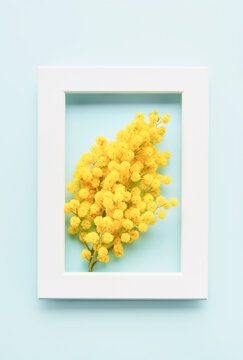Yellow mimosa flowers in a white photo frame on a light blue background. Spring concept