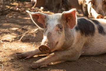 Free-range pigs