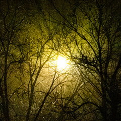 lantern through the trees