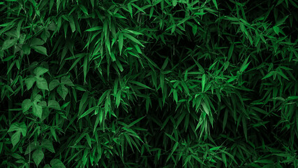 Closed up of asian bamboo wood forest, natural background. Green bamboo texture