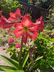 red and white flowers