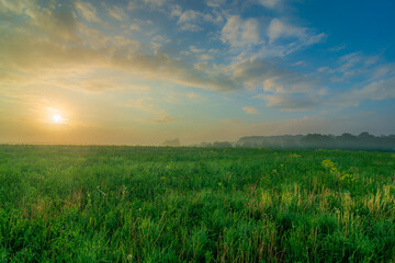 Fototapeta na wymiar rapeseed field at sunrise