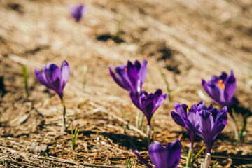 Purple flowers, crocuses on yellow grass, a spring