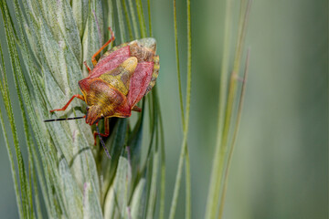 Bug in the oat field. Due to the sucking action of the animal, an enzyme gets into the cereal...