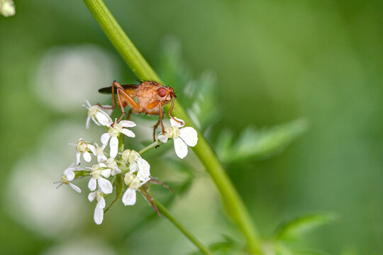 Look into my eyes. A horn fly, Sciomyzidae, sits on the white flowers of a meadowchervil.