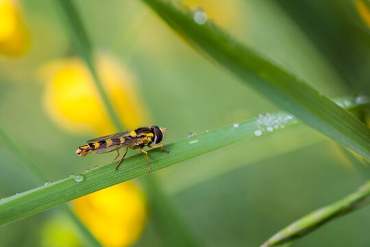 A fly is sitting on a red appel and looks at you with big eyes.