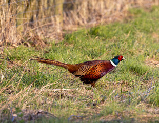 pheasant male in the wild