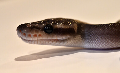  A beautiful python regius snake with selective focus