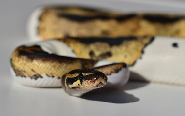  A beautiful python regius snake with selective focus