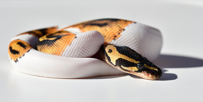  A beautiful python regius snake with selective focus