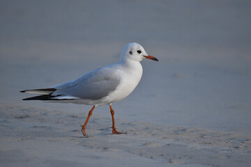 Black-headed gull
