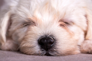 Naklejka na ściany i meble Very cute maltese terrier puppy dog
