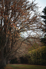 Autumn park with trees in the evening