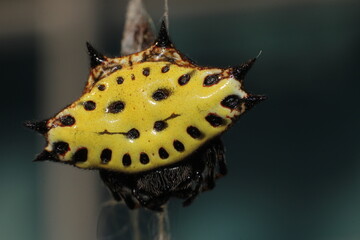 Thorned yellow spider with black spots in Costa Rica