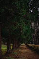 Autumn park with trees in the evening