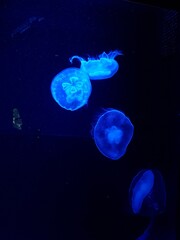 Naklejka na ściany i meble jellyfish in water