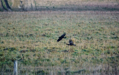 common raven (Corvus Corax) in flight over chalkland meadow 