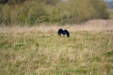 common raven (Corvus Corax) in flight over chalkland meadow 