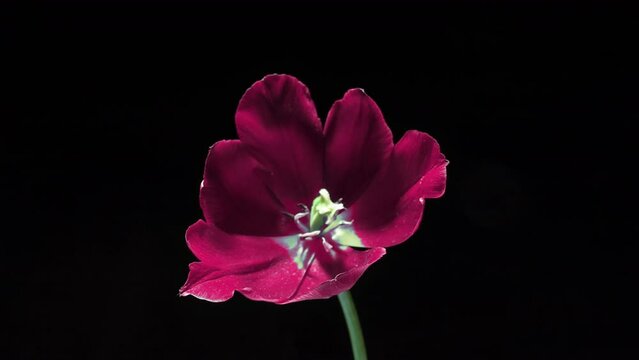 Beautiful pink tulip flower blooming on black background, close-up. Trend colour 2022. Demonstrating the color of 2022 - Very Peri. Wedding backdrop, Valentine's Day concept. Birthday bunch. Flower