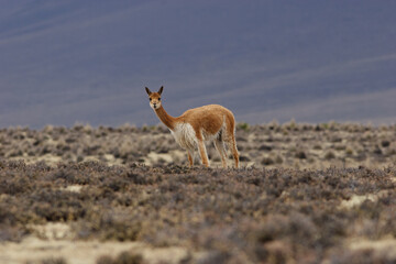 A lonely vicuña in the highlands of Peru