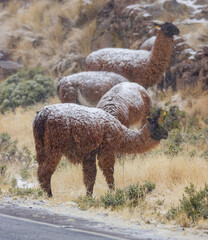 A group of llamas standing in the middle of a snowfall, in the highlands of Arequipa Peru