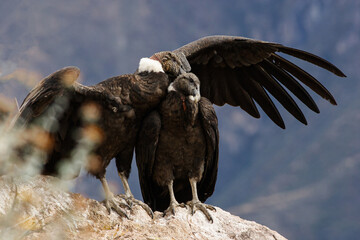 A couple of condors caress each other on a rock in the Colca Canyon, in Arequipa, Peru