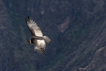 Image of a condor flying in the Colca canyon, Arequipa, Peru