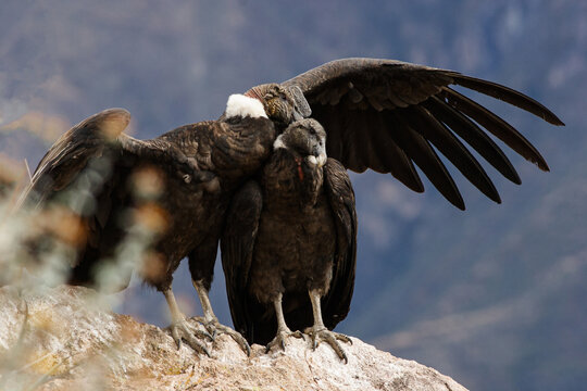 A couple of condors caress each other on a rock in the Colca Canyon, in Arequipa, Peru