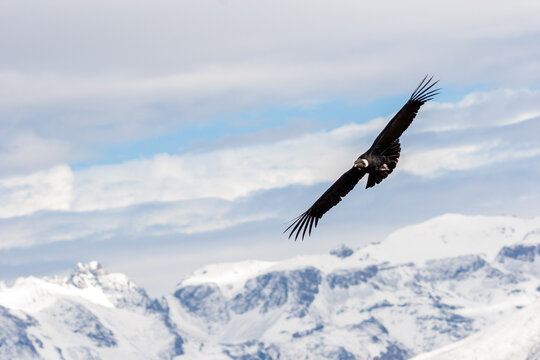 Image of a condor flying in the Colca canyon, Arequipa, Peru