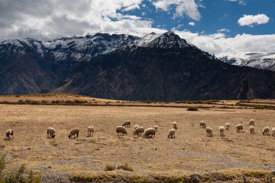 Sheep grazing in the Colca canyon in Arequipa, Peru
