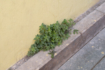 Plants growing on stone wall and its texture