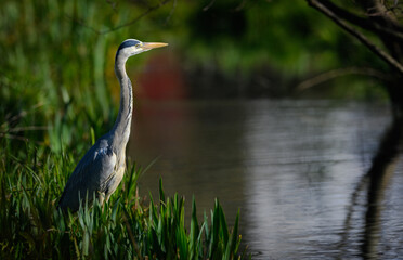 Ein Graureiher (Ardea cinerea) hält im morgendlichen Licht an einem Wasserlauf in Schleswig-Holstein Ausschau nach Beute.