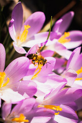 bee on flower