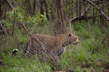 Obraz premium African Leopard in South Africa
