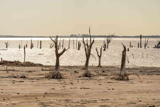 Skeletal dead trees. Landscape with warm tones.
