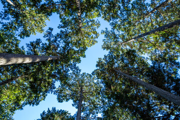 looking up blue sky and tall tree trunks with full of green leaves on the mount takao in tokyo